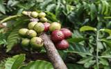 关于咖啡豆不同程度的常用叫法 从咖啡果实变成咖啡粉的过程