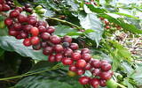 意式咖啡豆用什么风格咖啡豆拼配比较好  Inza水洗处理法介绍