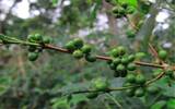 萨尔瓦多 圣伊莲娜庄园 波本 日晒咖啡豆风味口感香气描述