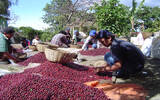 哥斯达黎加塔拉珠三奇迹庄园波旁蜜处理咖啡种植硬件设备特色介绍