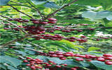 萨尔瓦多 圣伊莲娜庄园咖啡品种种植情况风味描述介绍