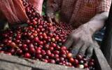 印尼苏门答腊岛与曼特宁咖啡有何关联 苏门答腊咖啡豆的故事