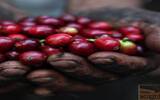 西达摩古吉产区怒咖啡生豆评测 日晒西达摩狮子王咖啡Lion King