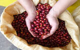 得天独厚的危地马拉咖啡产区-微微特南果有什么特别之处？