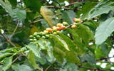 圣塔安娜产区协和庄园-波旁种最好的萨尔瓦多咖啡日晒处理法介绍