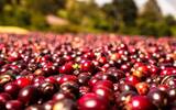 巴拿马波奎特紫玫瑰瑰夏含量40%精品咖啡豆介绍