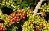 哥斯达黎加咖啡 200多年咖啡种植历史造就酸质优异的咖啡风味特点