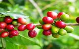 埃塞俄比亚咖啡命名“庄园”和命名“处理厂”“合作社”的差别