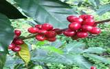 洪都拉斯和肯尼亚咖啡哪种更好喝？洪都拉斯咖啡豆风味对比