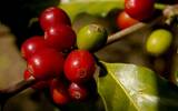 西达摩咖啡产区种植特点 古吉产区的咖啡庄园咖啡种植有什么特点