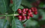 危地马拉 薇薇特南果 茵杰特庄园水洗咖啡风味口感香气描述