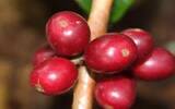 危地马拉薇薇特南果产区天意庄园帕尔湖咖啡豆信息冲煮参数