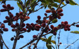 巴西-日晒巴喜亚区库克比尔庄园太妃糖甜蜜蜜咖啡豆风味口感香气