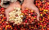 平价豆种罗布斯塔（Robusta）咖啡豆今年跌价18% ，咖农惜售囤货