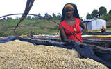 肯尼亚冽里产区欧萨亚合作社信息资料 肯尼亚式水洗法双重发酵