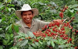 危地马拉 科班 罗莎莉欧之花庄园咖啡风味口感香气描述
