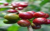 哥伦比亚瑰夏Geisha咖啡 哥伦比亚希望瑰夏-希望庄园精品咖啡豆