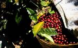 哥斯达黎加塔拉珠产区咖啡 哥斯达黎加微型处理厂蜜处理咖啡