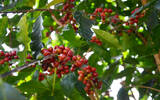 哥斯达黎加CoE获奖庄园圣三角庄园蜜处理咖啡豆杯测结果风味介绍
