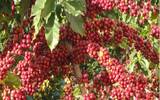 肯尼亚Nyeri地区Hiriga处理厂特征咖啡豆风味口感介绍