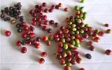 卡杜拉咖啡品种有什么特点 种植卡杜拉咖啡品种有什么优势？