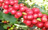 咖啡分类和分级的重要性 衣索匹亚咖啡等级是如何划分的