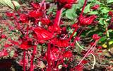 危地马拉新东方产区红花风铃木庄园介绍 100％日晒和蜜处理庄园