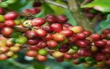 西达摩产区与耶加雪菲产区的区别 耶加雪菲咖啡豆介绍