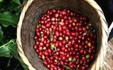 巴布亚新几内亚咖啡介绍 奇迈尔庄园混合载种咖啡树的独特风味