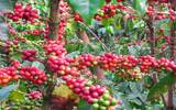 危地马拉圣马可火山产区咖啡风味特色 危地马拉薇斯卡亚咖啡庄园
