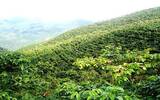 中国最适合种植咖啡的微气候地域介绍 咖啡种植对环境的需求