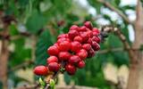 日晒西达摩咖啡和水洗西达摩风味对比 非洲比较独特的咖啡豆介绍