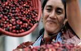 2017年危地马拉COE第28名暴风庄园信息 危地马拉咖啡豆特点介绍
