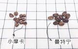 小摩卡--摩卡这个品种可说是咖啡界的珍珠瑰宝