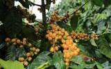 巴西黄波旁精品咖啡豆风味特点品种口感庄园种植条件生豆处理方法