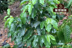 挂耳包装上的风味词怎么看？教你挑到合心意的那一杯