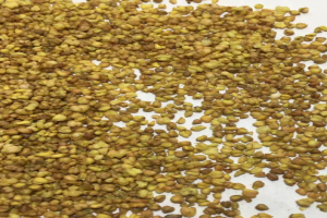 苦荞茶上火还是降火？苦荞茶的功效和作用及副作用