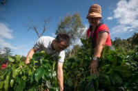 星巴克中国首次披露云南咖啡豆采购、出口量 “咖啡种植者支持中心”成立十周年 