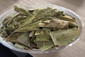 柿叶茶是柿子叶做的吗？柿叶茶的制作方法和配料