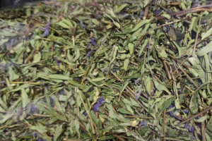 黄芩茶适合什么人喝？黄芩茶泡水喝有什么功效与作用