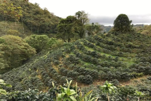 教你看懂豆袋香气标签！比乐蒂摩卡壶也能煮出超浓郁金黄泡沫