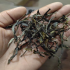 滇青茶哪个品牌好？滇青茶和普洱茶的区别