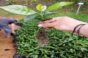 两只碗就能在家对比做杯测！教你挑出更适合做拿铁的浓郁好豆