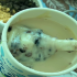 网友吐槽茶百道豆乳米麻薯：喝了一杯奶茶粥？