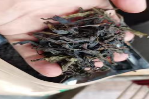 单枞和双枞区别在哪？中茶海堤老枞水仙哪款好